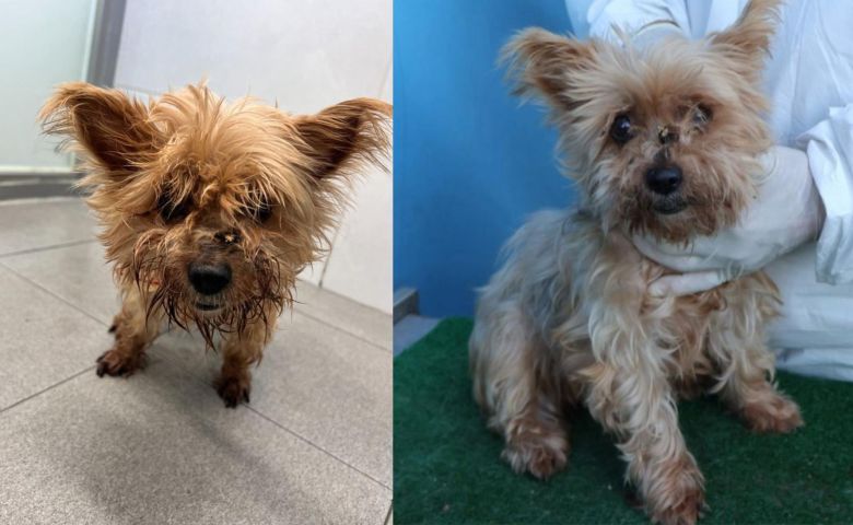 발견 당시 니루의 모습. 이곳저곳 상처를 입고 털의 윤기를 잃어 치료가 시급한 상태로 보인다. 문서연 씨 제공