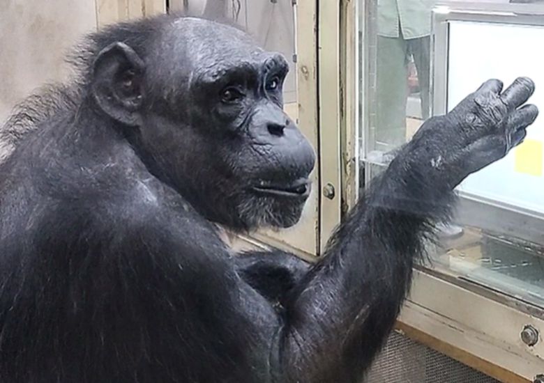 사진=교토대학교 영장류 연구소.