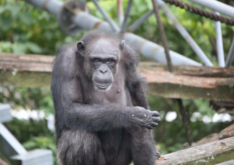 천재 침팬지 아이의 50년 연구 성과는 인류 지능 진화의 비밀을 푸는 핵심 자산으로 남게 됐다. 사진=교토대학교 영장류 연구소.