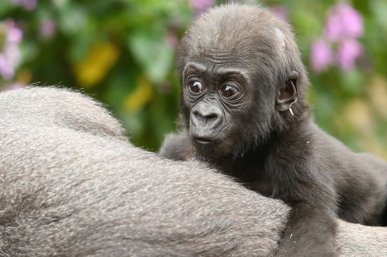 영국 연구팀은 12일 영장류가 환경이 열악하고 사회가 복잡할수록 동성 간 성행위를 통해 결속력을 높인다는 연구 결과를 발표했다. 사진=게티이미지뱅크.