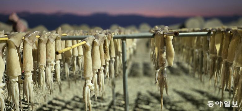 해풍에 건조 중인 오징어. 포항=김선미 기자 kimsunmi@donga.com