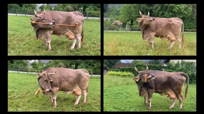 베로니카카 다양한 상황에서 등을 긁는 모습. 긁는 부위에 따라 솔·손잡이를 바꾸고 있다. 커런트 바이올로지 갈무리