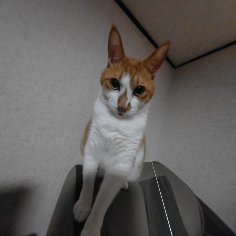 컬러 패스스루가 지원된다.