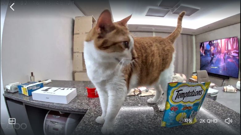 직접 사용해보니 넓은 초광각으로 녹화되기 때문에 고양이가 어디 있는지 간단하게 파악할 수 있어 편리했다.