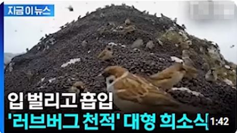 러브 버그 천적 참새를 보도 화면, 해당 영상은  AI 생성한 영상으로 밝혀졌다.