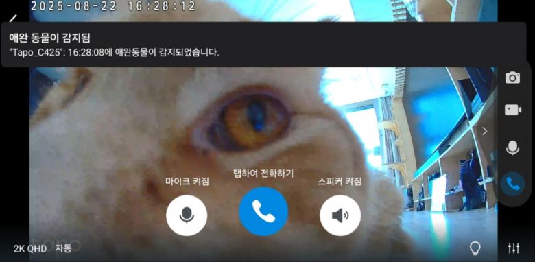 AI 강화 기능을 통해 고양이를 감지해보니, 보다 빠르고 정확하게 ‘애완동물 감지’ 알림이 표시됐다.