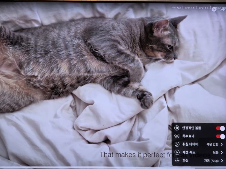 고양이 영상 720p (AI 업스케일링 Pro OFF)