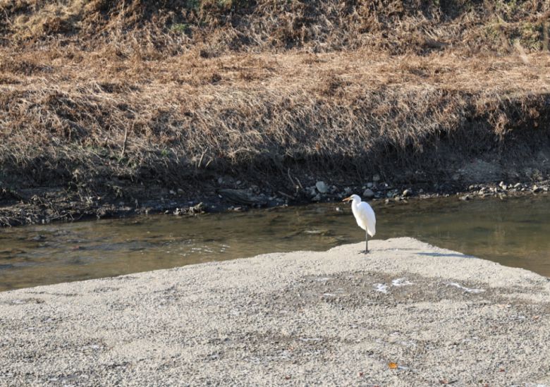 하천에 서 있는 백로. (F/5, 노출 1/250, ISO-100)