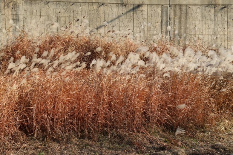 갈대밭. (F/6.3, 노출 1/320, ISO-100)