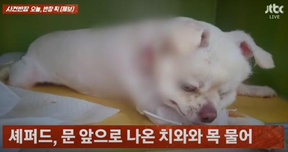 대형견에게 물려 크게 다친 제보자의 반려견. 〈사진=JTBC '사건반장'〉