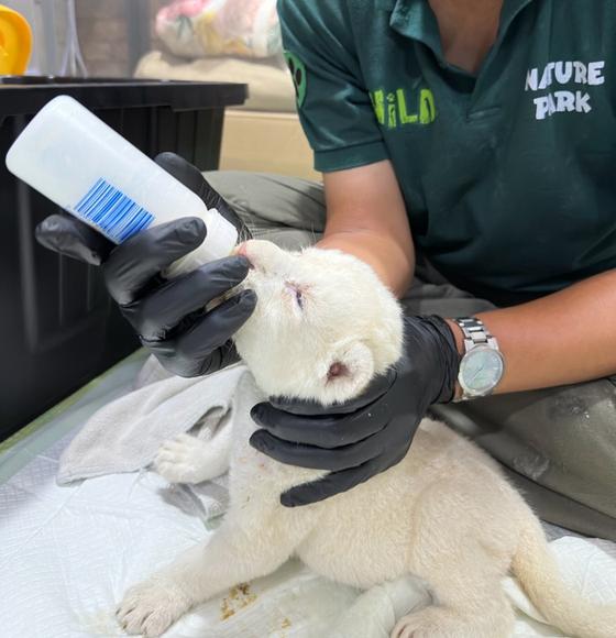 인공 포육중인 아기 백사자. 〈사진=스파밸리 네이처파크〉