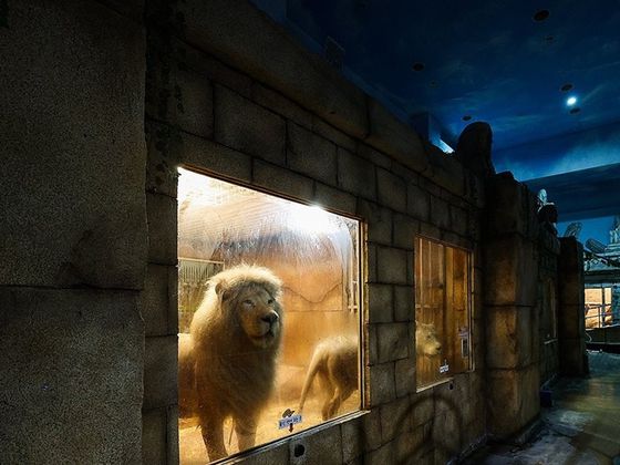 지난해 6월 대구 수성구 한 실내 동물원 사육장 안에 갇혀 있는 백사자 부부 레오와 레아. 〈사진=연합뉴스〉