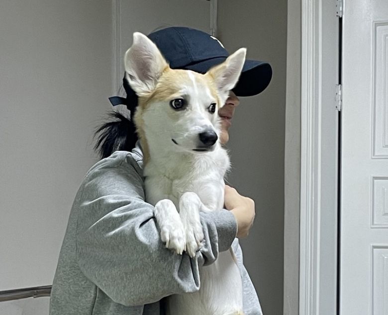 동물 유기는 또다른 사회적 문제를 낳는다.[사진 | 연합뉴스]