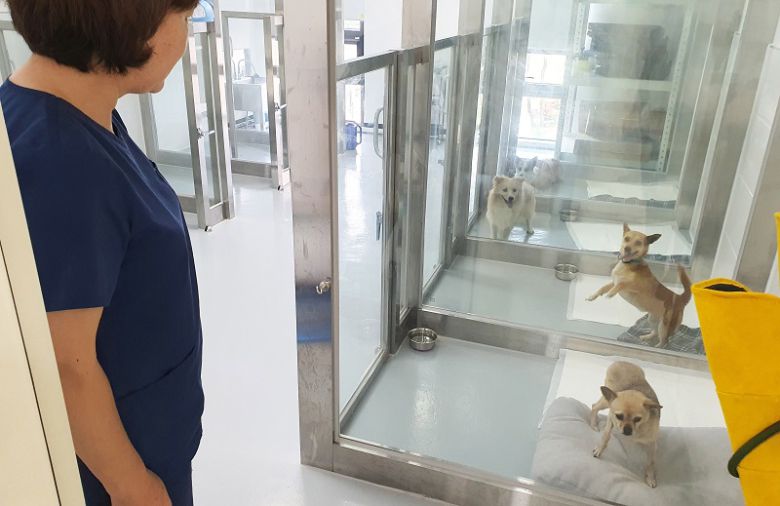펫 보험 시장이 ‘블루 오션’으로 떠오르고 있다.[사진 | 연합뉴스]