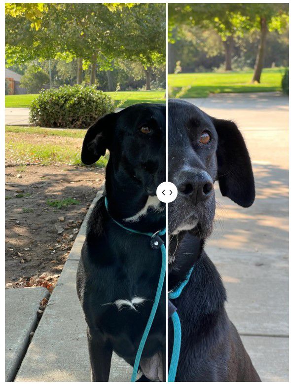 아이폰 13 3배 확대 사진(우) ⓒ IDG