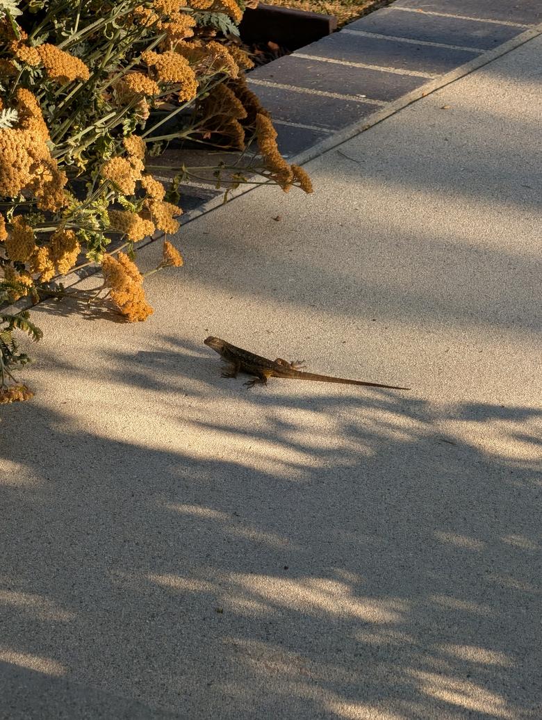 픽셀 10 프로 XL로 촬영해 약간 확대한 사진.JR Raphael, Foundry