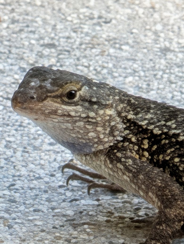 픽셀 10 프로의 전체 처리 적용 시 100배 확대 결과.JR Raphael, Foundry