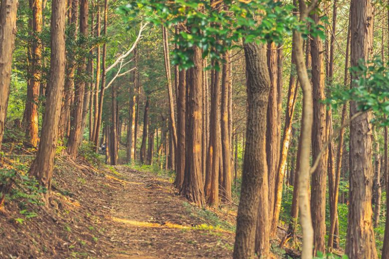 편백이 이어지는 호랑산 둘레길.(사진제공=이하 한국관광공사)