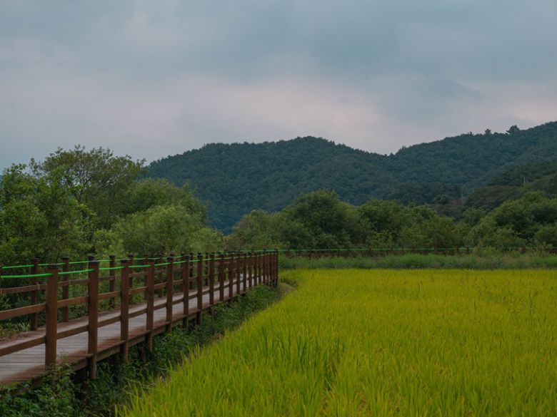 길의 끝무렵, 노랗게 물든 논길.