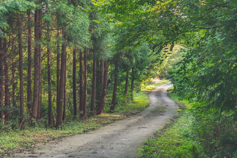곧은 편백과 굽어지는 길이 묘한 조화를 이루는