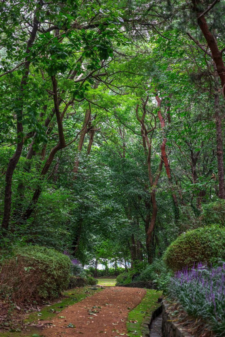 피톤치드 가득한 숲길.