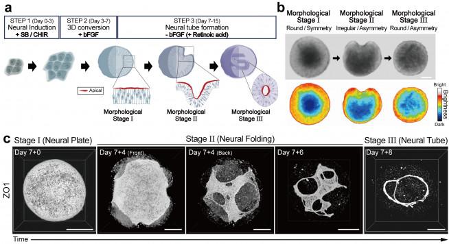 신경관 형성 과정을 모사하는 척수 오가노이드