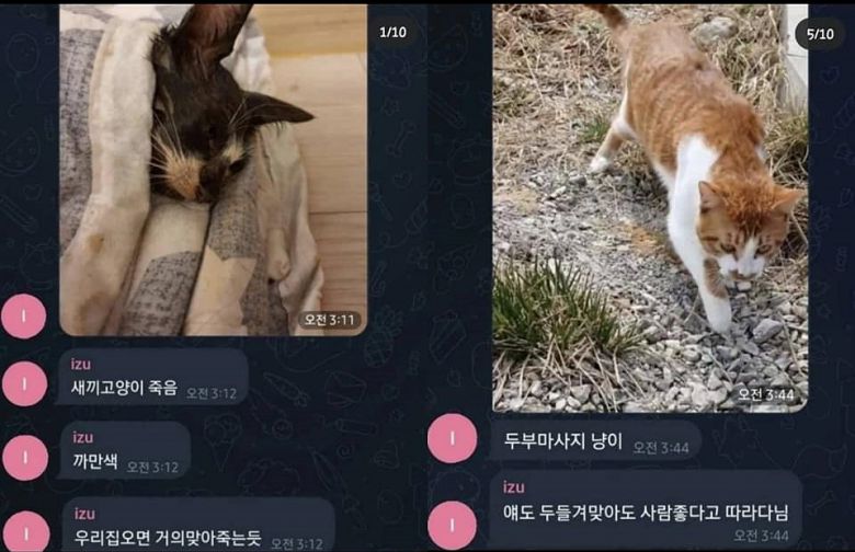 출처=전국길고양이보호단체연합 페이스북