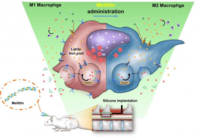 김현성 자생한방병원 척추관절연구소 책임연구원 연구팀은 봉독의 주요성분인 멜리틴에 대한 세포실험과 동물실험 결과 항염증·항산화 효과 및 척추관협착증 치료 기전을 입증했다.