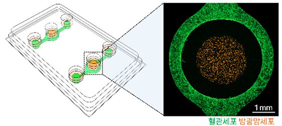 3차원 생체칩 이미지, 혈관과 암세포를 시간차 배양이 가능하고 샘플 회수 및 분석이 용이하다.