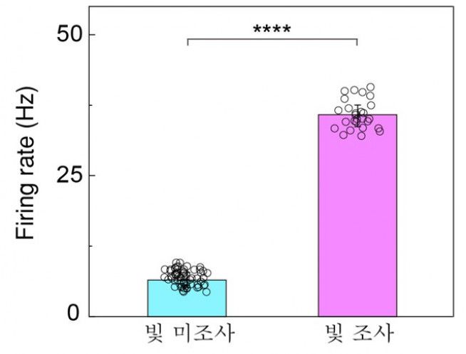 소프트 인공망막을 이식한 망막에 빛을 비추었을 때 빛을 받은 부분에서 약 4배 큰 망막 신호가 확인됐다.