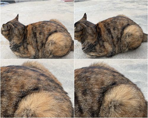 아이폰16프로(왼쪽 위, 아래 사진)와 아이폰14프로로 촬영한 고양이 사진. 아이폰16프로가 미세한 고양이 털을 더 섬세하게 담고 있다. 색감도 더욱 실제에 가깝다. (모바일보다 PC로 이미지를 봐야 차이가 더 느껴진다.)