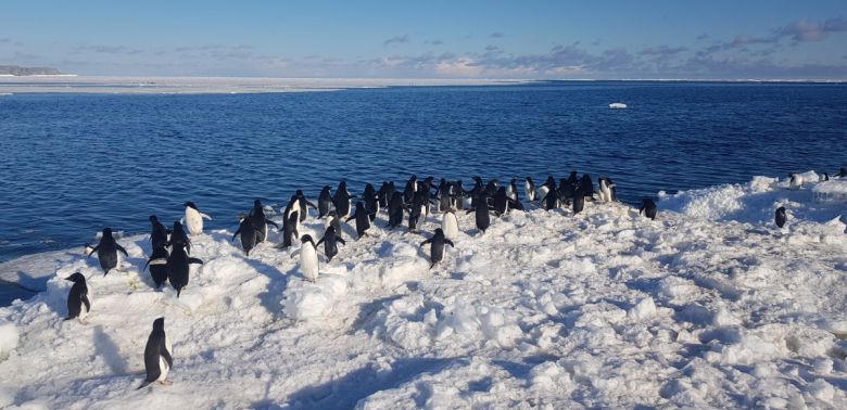 26일 극지연구소는 남극 로스해에서 서식 중인 아델리펭귄이 ‘이원적 먹이사냥 전략’을 활용한 사실을 확인했다고 밝혔다.