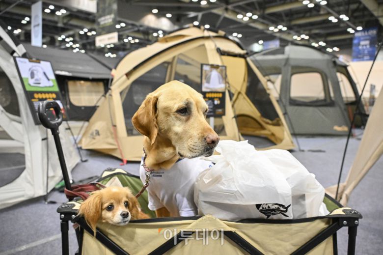 23일 경기 고양시 킨텍스에서 열린 2025 국제아웃도어캠핑&레포츠페스티벌(2025 GOCAF)을 찾은 반려견들이 캠핑용품을 살펴보고 있다. 텐트, 침낭, 랜턴 등 캠핑 장비와 차박, 캠핑카 등 캠핑 관련 품목, 레저스포츠, 낚시 등 레포츠 물품을 한 자리 전시한 GOCAF는 이날부터 25일까지 사흘간 열린다. 조현호 기자 hyunho@