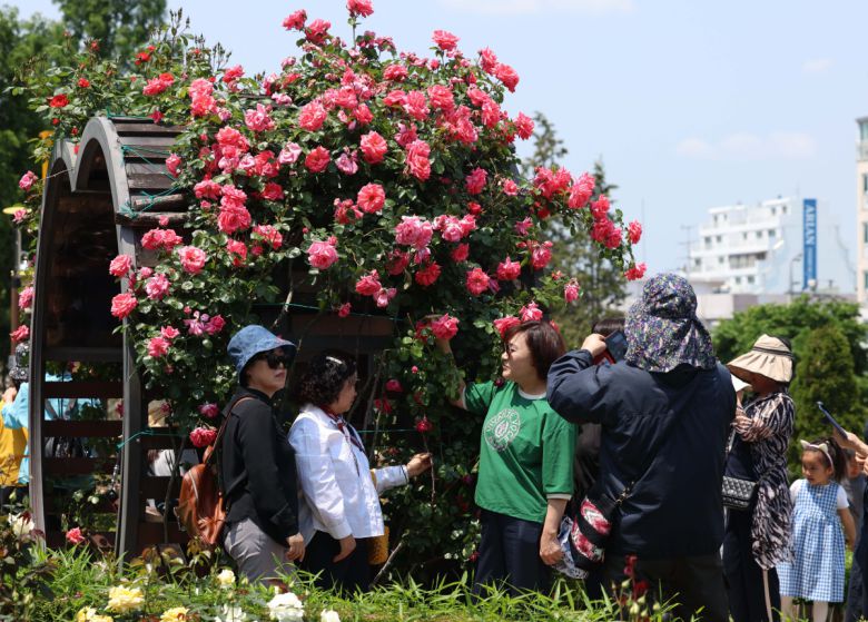 25일 경기 부천시 도당공원에서 열린 ‘부천장미축제’를 찾은 시민들이 형형색색 장미꽃을 감상하며 봄의 정취를 만끽하고 있다. 내달 8일까지 열리는 축제에선 약 20,000㎡ 면적에 151종의 장미를 만날 수 있다. 신태현 기자 holjjak@
