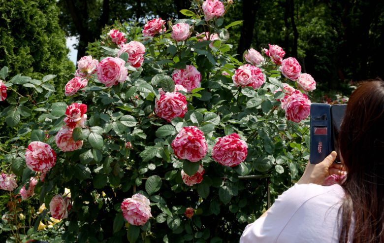 25일 경기 부천시 도당공원에서 열린 ‘부천장미축제’를 찾은 시민들이 형형색색 장미꽃을 감상하며 봄의 정취를 만끽하고 있다. 내달 8일까지 열리는 축제에선 약 20,000㎡ 면적에 151종의 장미를 만날 수 있다. 신태현 기자 holjjak@