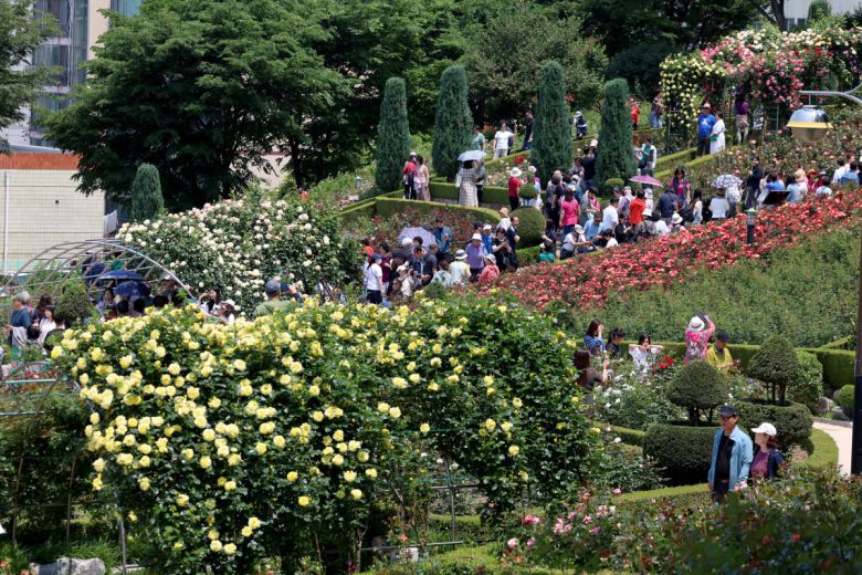 25일 경기 부천시 도당공원에서 열린 ‘부천장미축제’를 찾은 시민들이 형형색색 장미꽃을 감상하며 봄의 정취를 만끽하고 있다. 내달 8일까지 열리는 축제에선 약 20,000㎡ 면적에 151종의 장미를 만날 수 있다. 신태현 기자 holjjak@