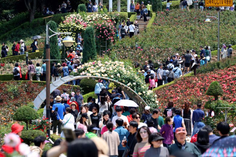 25일 경기 부천시 도당공원에서 열린 ‘부천장미축제’를 찾은 시민들이 형형색색 장미꽃을 감상하며 봄의 정취를 만끽하고 있다. 내달 8일까지 열리는 축제에선 약 20,000㎡ 면적에 151종의 장미를 만날 수 있다. 신태현 기자 holjjak@