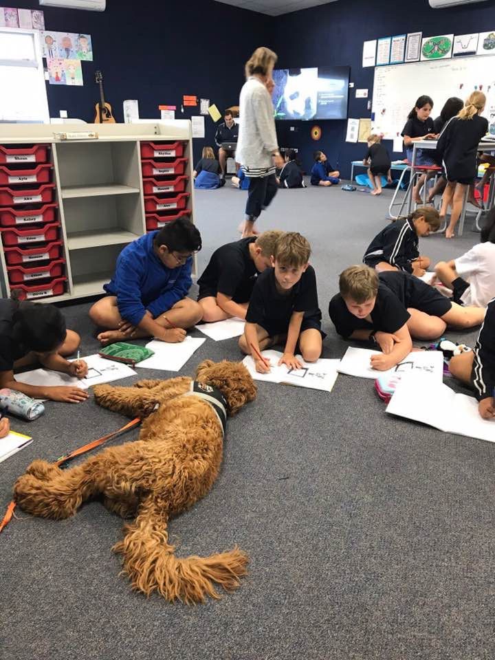 치료견이 있는 뉴질랜드 교실