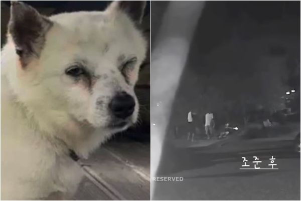 비비탄에 맞아 상처 입은 개(왼)와 1시간 가량 4마리의 개들에게 비비탄 총을 쏜 20대 남자 3명.