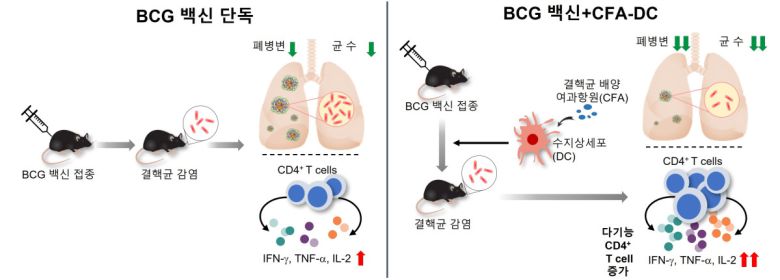 BCG 백신 단독 마우스 그룹보다 수지상세포 병용 그룹에서 결핵 백신 효과가 뛰어났다.