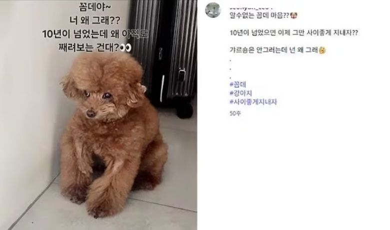 샤이니 키의 반려견 꼼데로 추측되는 강아지 사진.