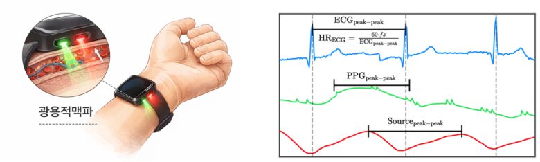 (왼쪽)광용적맥파 측정 원리 개념도. 스마트워치의 빛으로 혈류 변화를 감지해 심박수를 측정한다. (오른쪽)파란색 선은 심전도, 초록색 선은 광용적맥파 원 신호, 빨간색 선은 인공지능으로 분리된 근원 신호. 분리된 근원 신호에서는 심전도 기준 심장 박동 시점과 일치하는 피크가 뚜렷하게 나타난다.