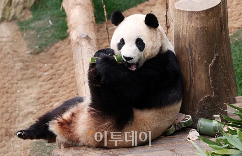 자이언트 판다 '푸바오', 판다 추가 대여…푸바오가 돌아올 순 없나요?, 광주 우치동물원 판다 임대 가능성…푸바오 근황 주목