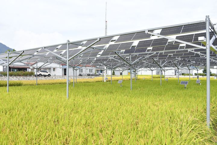 영농형태양광 모습.