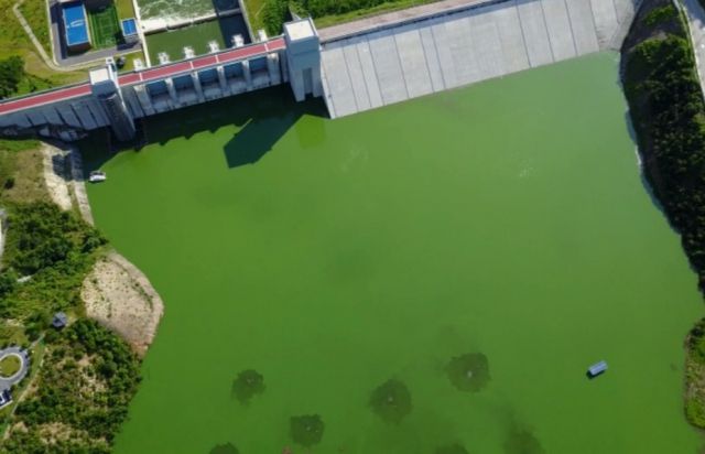 ▲경북 영주 평은면에 위치한 영주댐, 2017년 녹조가 창궐한 모습 ⓒ내성천보존회