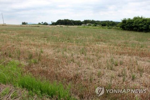 ▲풀만 무성한 김제공항 부지 ⓒ연합뉴스