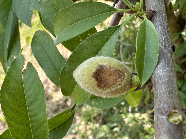 ▲복숭아 어린과일 탄저병 증상 ⓒ농촌진흥청