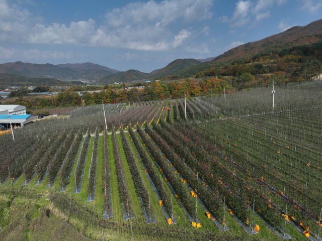 ▲경북도는 산불 피해 도내 과원에 254억원을 투입 ‘미래형 과수원’으로 전면 재조성 한다. ⓒ 경북도