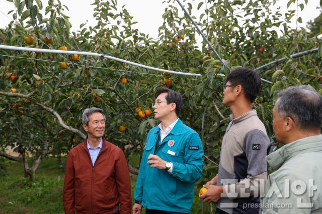 ▲우승희 군수가 2023년 대한민국 대표 과일 선발대회에서 단감 '감풍'으로 최우수상을 받은 농가를 방문해 설명을 듣고 있다. ⓒ영암군