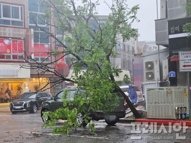 ▲198㎜의 폭우가 쏟아진 광주 서구 풍암동 한 거리에 가로수가 쓰러져 차선을 막고 있다.2025.07.17ⓒ프레시안(김보현)